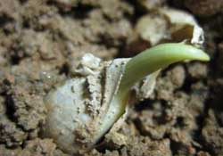 春天可以種大蒜嗎？春天什么時(shí)候種大蒜？