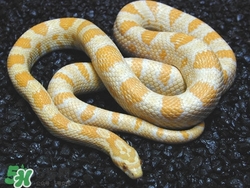 被蛇咬了怎么急救？被蛇咬了怎么辦？