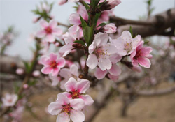 桃花泡酒有什么好處？桃花酒的功效與作用