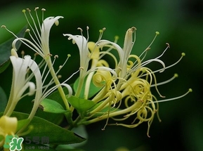 金銀花的功效與作用？金銀花有什么作用？