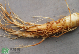 春天可以吃人參嗎？春季能進補人參嗎？