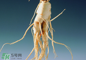 春天可以吃人參嗎？春季能進補人參嗎？