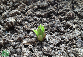 春天能種百合嗎？春天可以種百合嗎？