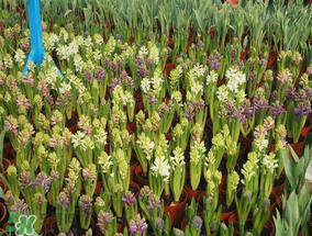 春天能種百合嗎？春天可以種百合嗎？