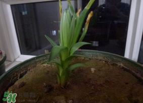 春天能種百合嗎？春天可以種百合嗎？