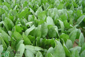 春天能種菠菜嗎？春天怎么種菠菜？