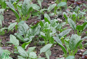 春天能種菠菜嗎？春天怎么種菠菜？