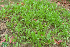 春天能種菠菜嗎？春天怎么種菠菜？