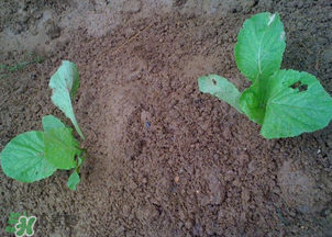 春天能種白菜嗎？春天白菜什么時(shí)間種植？