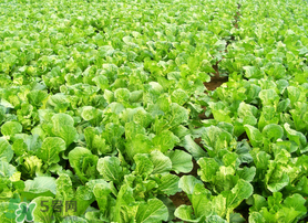 春天能種白菜嗎？春天白菜什么時(shí)間種植？