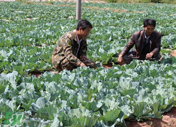 春天能種甘藍(lán)嗎？甘藍(lán)幾月份種？