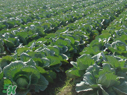 春天能種甘藍(lán)嗎？甘藍(lán)幾月份種？