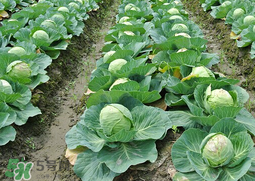 春天能種甘藍(lán)嗎？甘藍(lán)幾月份種？