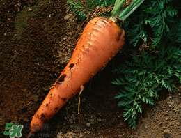 春天能種胡蘿卜嗎？胡蘿卜春天能種嗎？