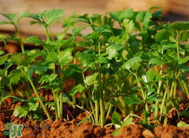 春天能種香菜嗎？香菜幾月份播種？