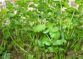 春天能種香菜嗎？香菜幾月份播種？