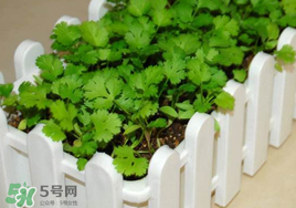 春天能種香菜嗎？香菜幾月份播種？