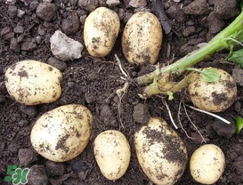 春天什么時候種土豆？春天土豆怎么么種？