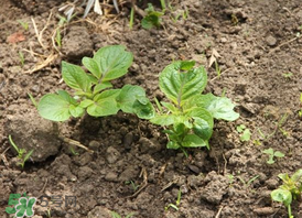 春天什么時候種土豆？春天土豆怎么么種？