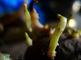 春天什么時候種土豆？春天土豆怎么么種？