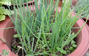 春天種蔥可以嗎？春天什么時(shí)候種蔥？