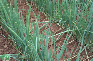 春天種蔥可以嗎？春天什么時(shí)候種蔥？