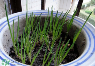 春天種蔥可以嗎？春天什么時(shí)候種蔥？