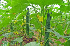 春天什么時(shí)候種黃瓜？黃瓜幾月份種？