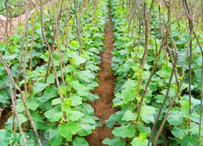 春天什么時(shí)候種黃瓜？黃瓜幾月份種？