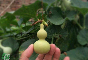 春天什么時(shí)候種葫蘆？葫蘆幾月種最好？