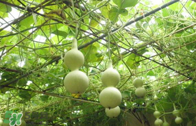 春天什么時(shí)候種葫蘆？葫蘆幾月種最好？