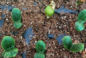 春天什么時(shí)候種葫蘆？葫蘆幾月種最好？