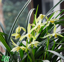 蘭花怎么養(yǎng)？蘭花怎么種？