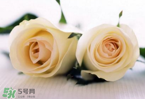 白色情人節(jié)送什么花？白色情人節(jié)送白玫瑰合適嗎？