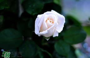 白色情人節(jié)送什么花？白色情人節(jié)送白玫瑰合適嗎？