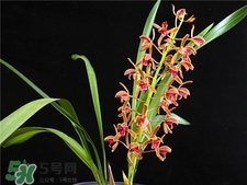 蘭花品種？蘭花有多少品種？