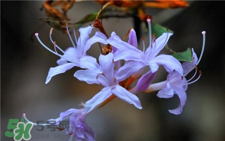 蘭花品種？蘭花有多少品種？