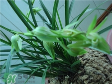 蘭花品種？蘭花有多少品種？