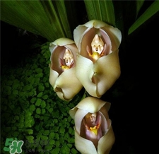 蘭花品種？蘭花有多少品種？