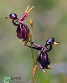 蘭花品種？蘭花有多少品種？