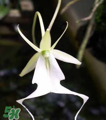 蘭花品種？蘭花有多少品種？