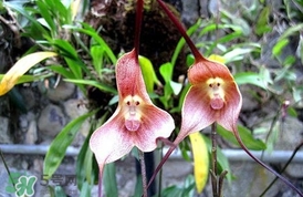 蘭花品種？蘭花有多少品種？