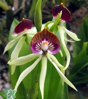 蘭花品種？蘭花有多少品種？