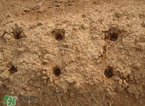 春天能種花生嗎？春天什么時(shí)候種花生？