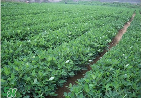 春天能種花生嗎？春天什么時(shí)候種花生？