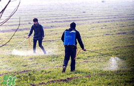春天能種小麥嗎？小麥春天什么時(shí)候澆水？