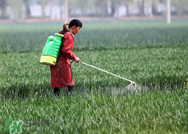 春天能種小麥嗎？小麥春天什么時(shí)候澆水？