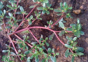 春天吃什么野菜好？春天吃什么野菜降血壓？