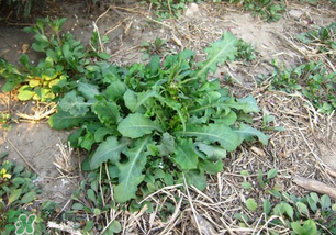 春天吃什么野菜好？春天吃什么野菜降血壓？