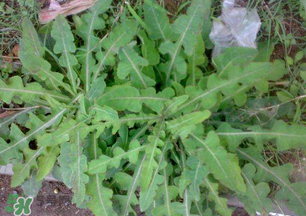 春天吃什么野菜好？春天吃什么野菜降血壓？